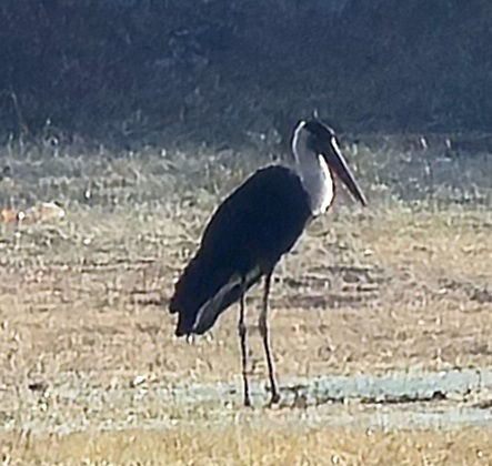 Asian Woolly necked Stork