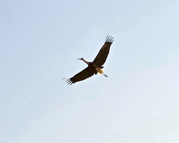 Asian Woolly necked Stork